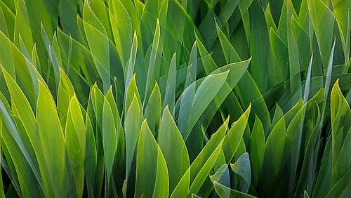 USA-Washington-Seabeck. Composite of iris leaves. Art Print